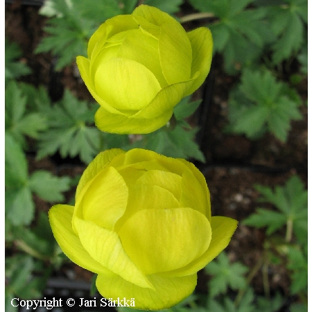 Trollius Cultorum-Ryhm 'T. Smith'